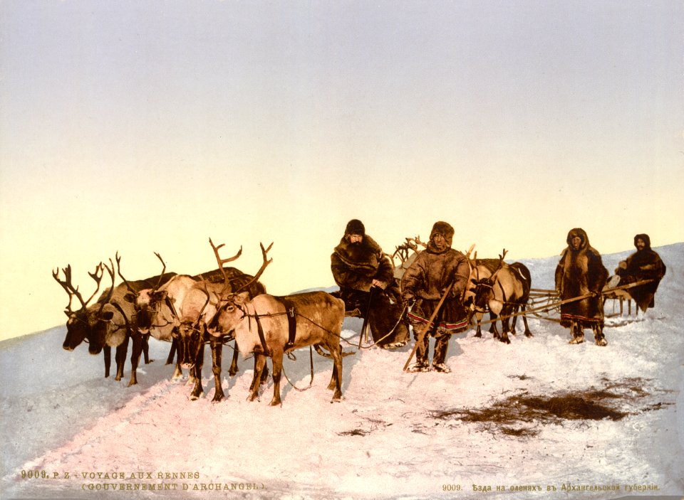 Archangel reindeer