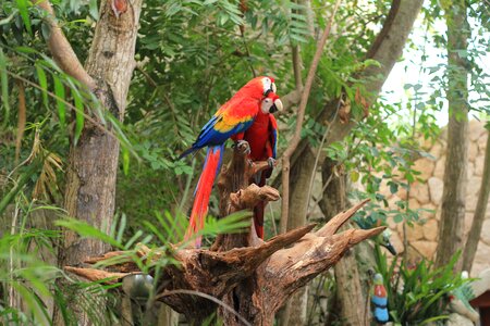 Macaw bird zoo