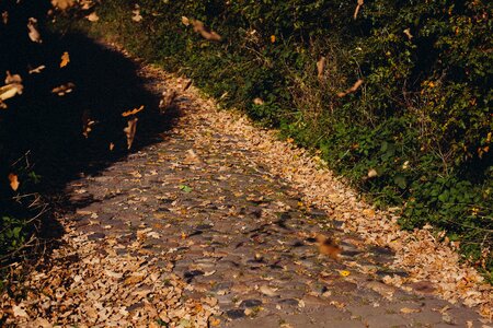 Cobblestone path leaves