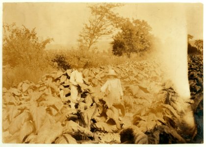 Archie Haydon, 12 years old helping his father, John A. Haydon worm tobacco. Father says their school (Cerulean) was not opened until the first Monday in September on account of so many LOC nclc.00573