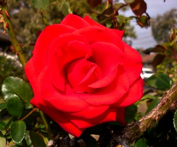 Blooming nature petal