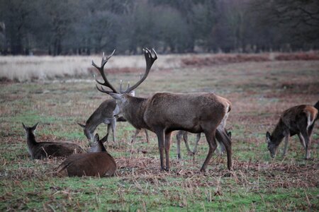 Moose antler richmond park