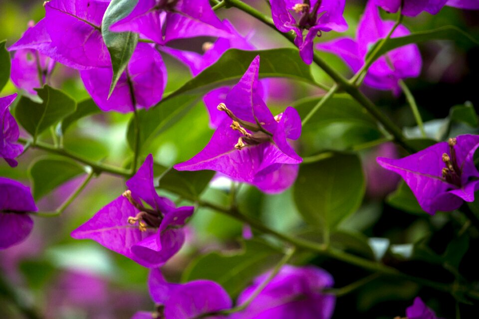 Nature plants colorful flowers