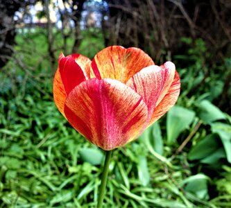 Tulips flowers the blooming flowers photo