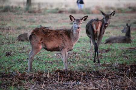 Animal nature richmond park