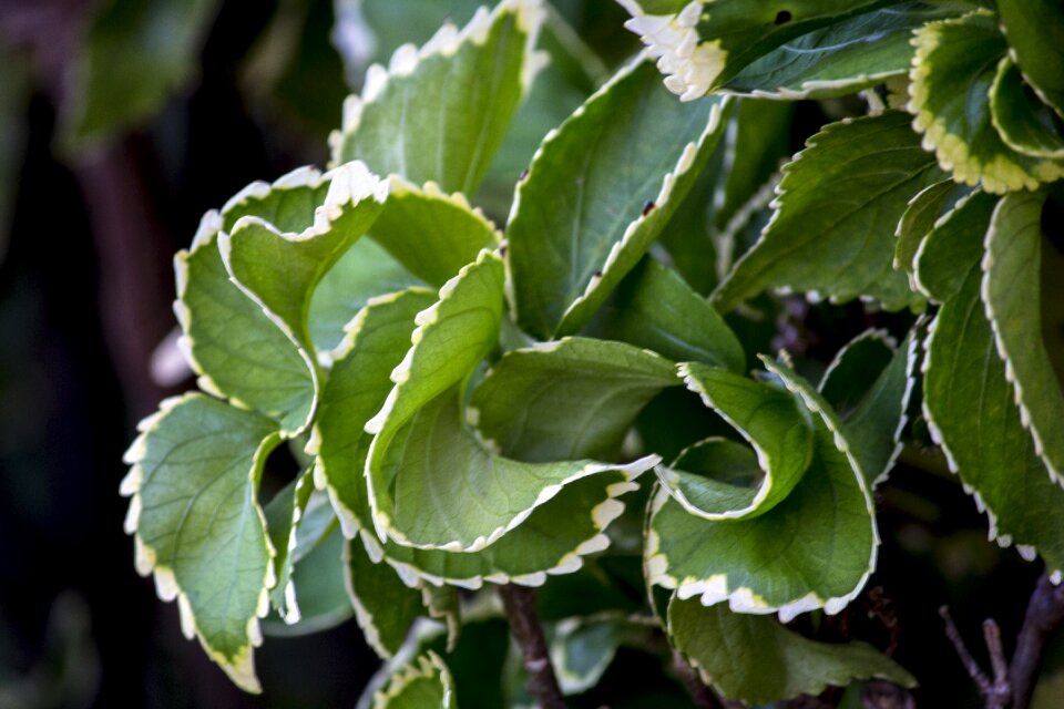Gardening nature plants