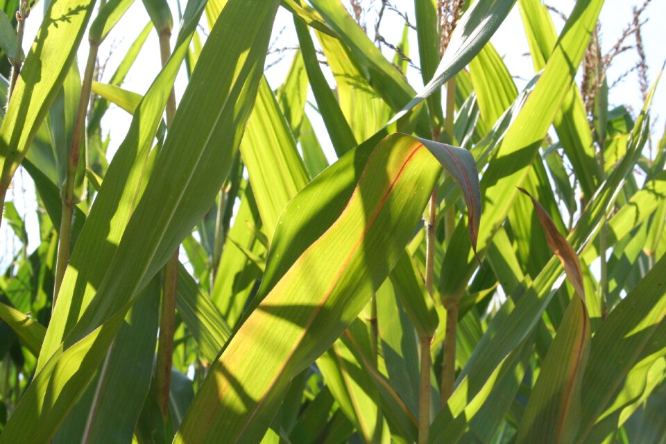 Crops autumn arable
