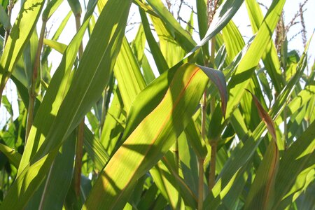 Crops autumn arable