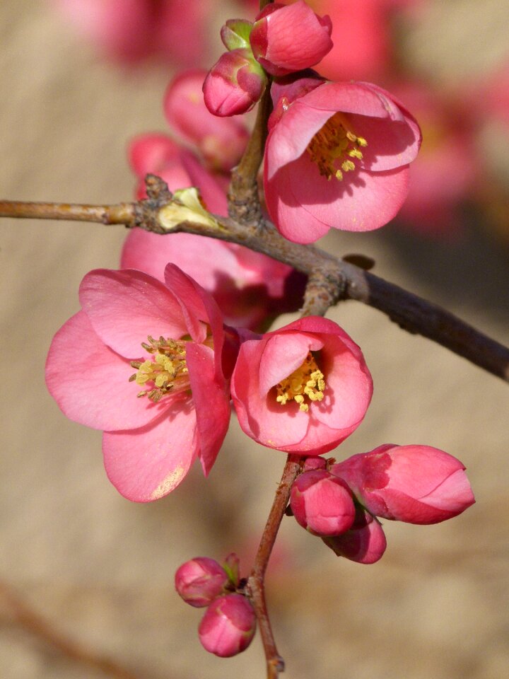 Tree plant branch
