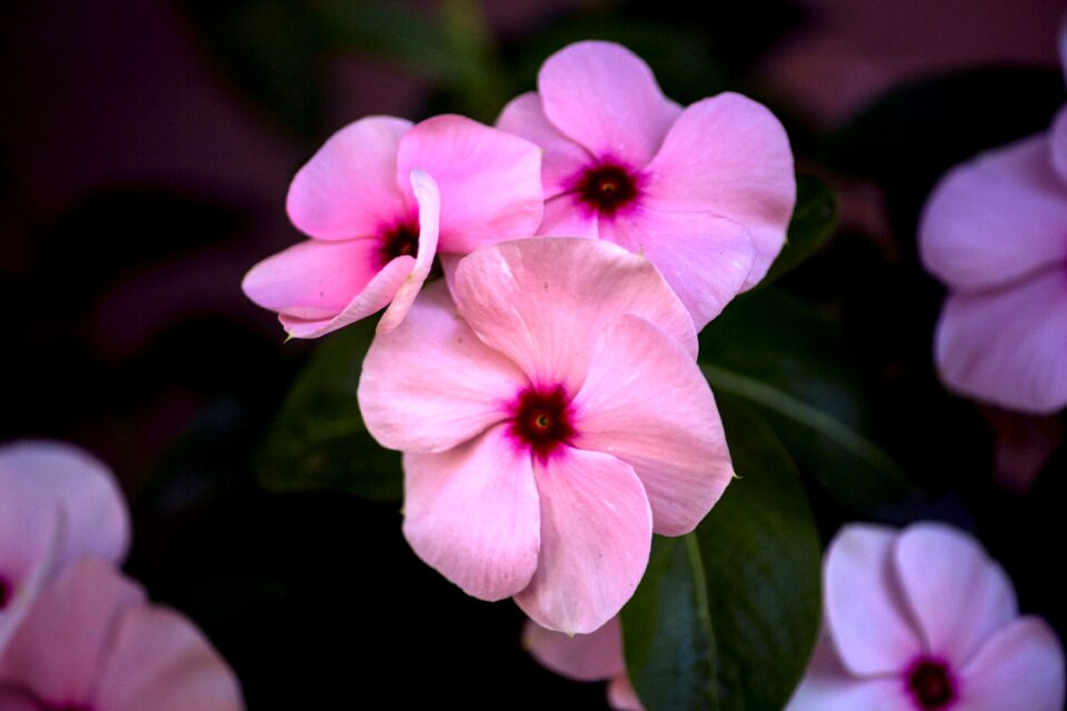 Garden flowers petals