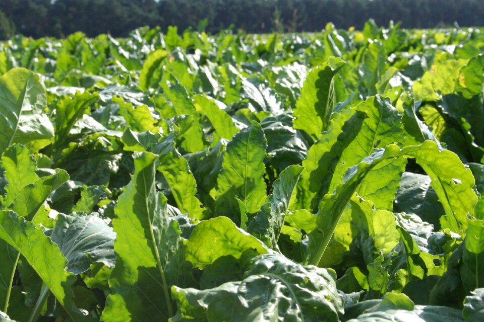 Kohl green vegetables