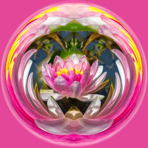 Background lotus ball