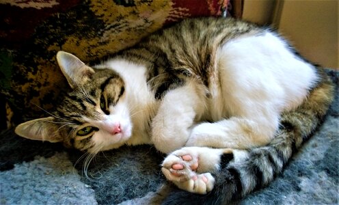 Striped cat pets cute cat
