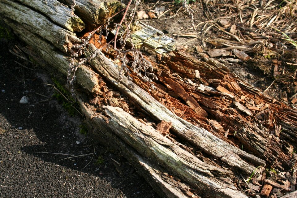 Weathering weathered woods