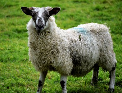 Mammal livestock wool