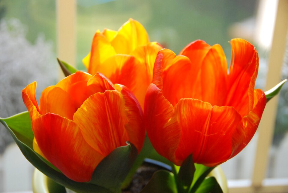 Plant easter petal