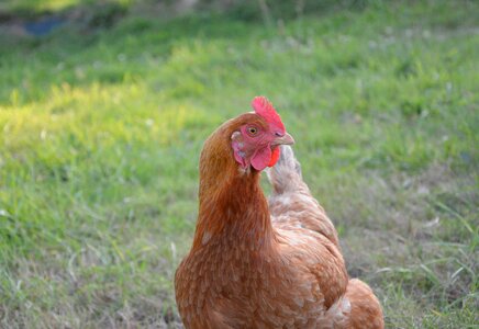 Beak keen eye domestic animal