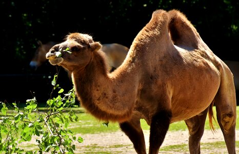 Nature mammal hump