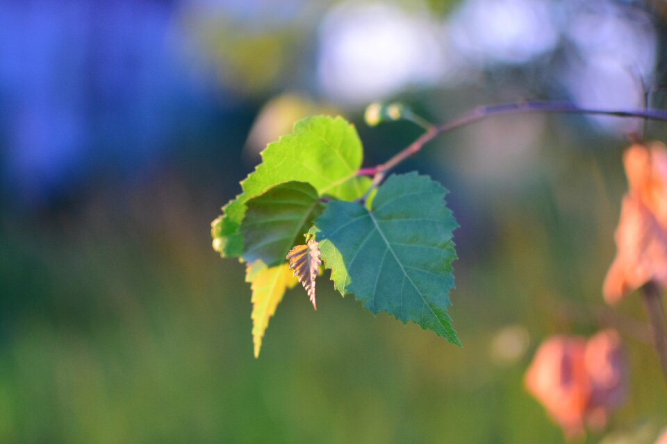 Landscape autumn leaves green