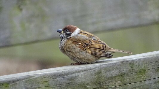 Animal outdoors sparrow