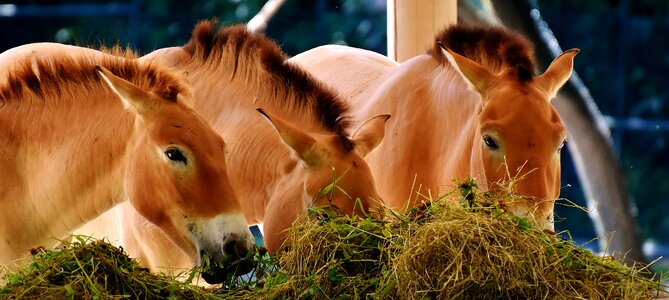 Animal nature animal world