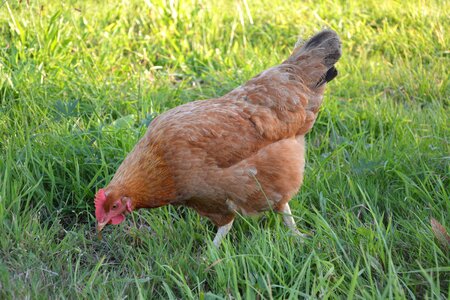 Peck laying hen domestic animal photo