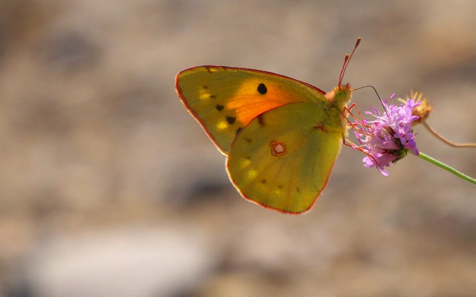 Nature insects butterfly macro wings flower