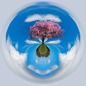 Environment sky tree