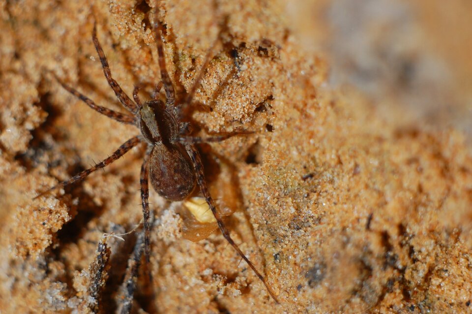 Bespozvonochnoe spider little