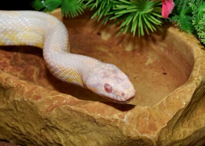 Snake non toxic scale