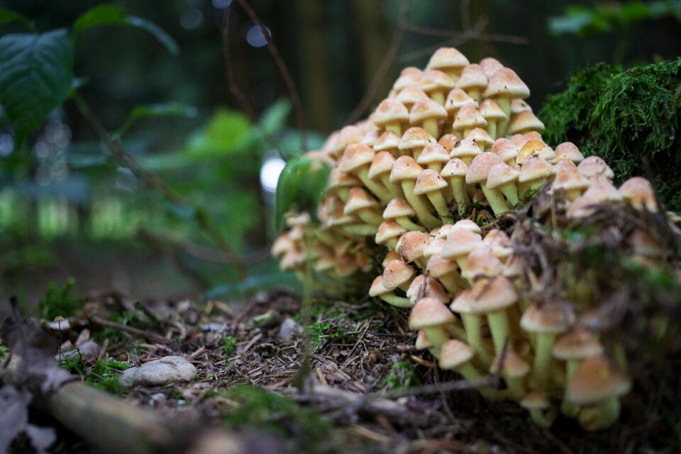 Mushroom picking poison autumn beginning
