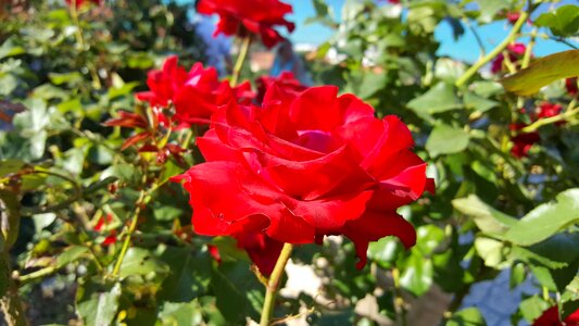 Bloom red rose flower photo