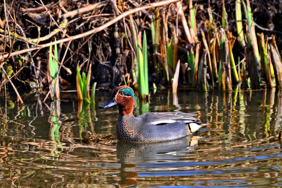 Bird waterbird animal