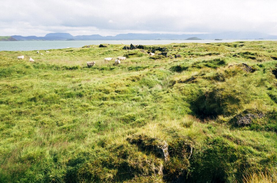 Fields grass country