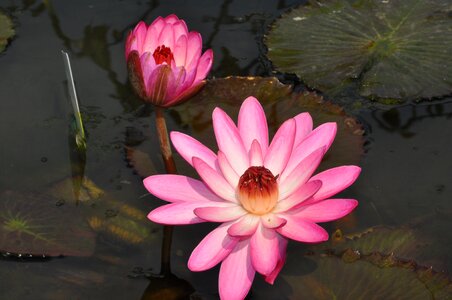 Aquatic plants lily