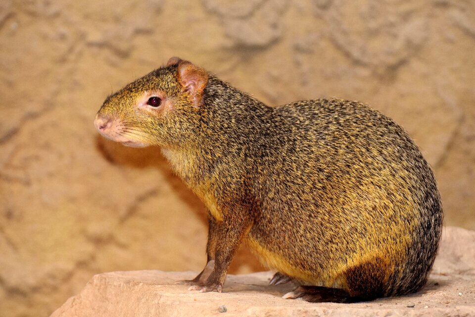 Animal world animal cute