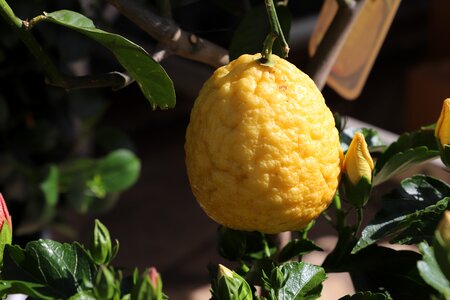 Nature plant healthy