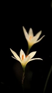 Flower black and white india
