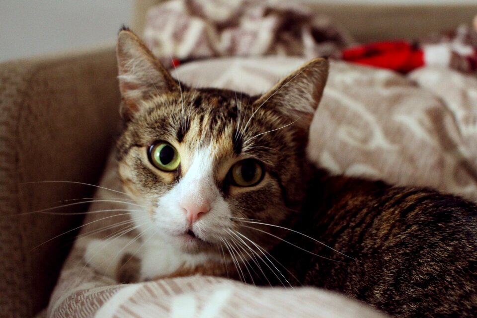 Cats cat dreams pet