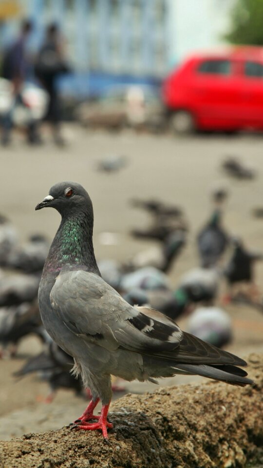 Bird india tamil