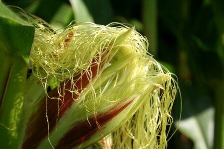Sweet corn vegetable mais corn kernels