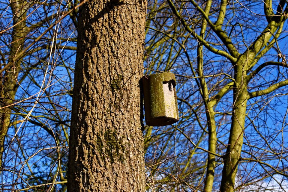 Mating mating season nesting