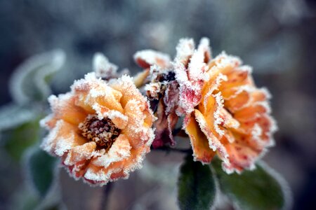 Frozen cold plant photo