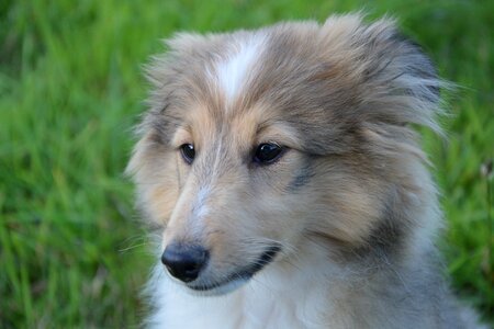 Shetland sheepdog domestic animal companion photo