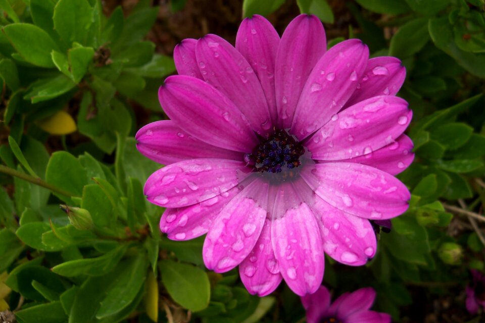 Green petals bloom photo