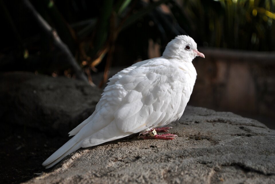 White pigeon domestic dove