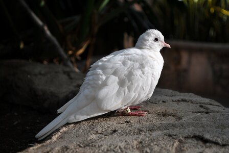 White pigeon domestic dove photo
