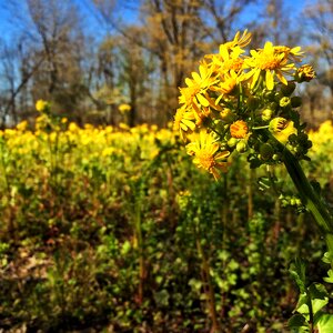 Kentucky allergies pollen