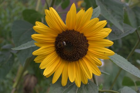 Bloom plant late summer