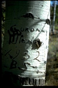 Basque-tree-carving photo